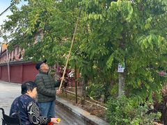 -西双版纳傣族园