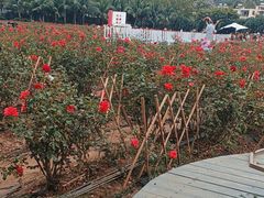 -亚龙湾国际玫瑰谷