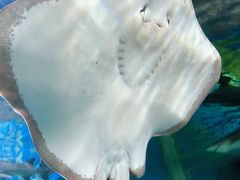 -锦艺城海洋馆