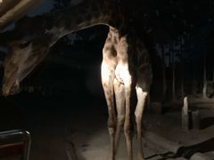 -清迈夜间动物园