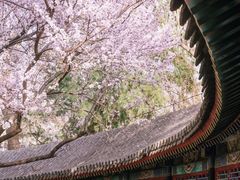 -颐和园