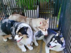 -TrueLove @ Neverland (Husky Cafe)