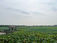 -焦岗湖旅游度假区