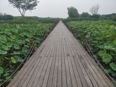 -马家湾湿地公园