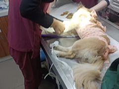 -纳吉亚猫专科动物诊疗中心(蒋宅口分院)