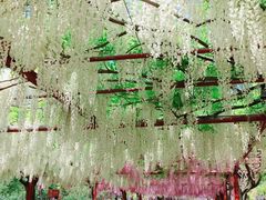 -嘉定紫藤园