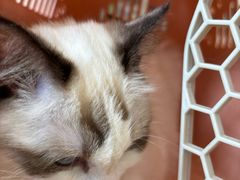 -瑞鹏宠物医院·骨科·猫科·内科(第一中心)