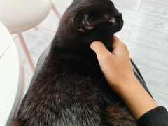 -喵屿·大理花园猫咖