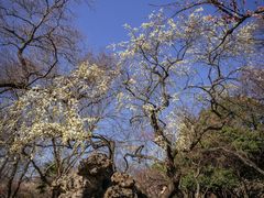 -梅花山(明孝陵内)