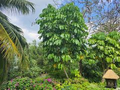 -海南清水湾莱佛士酒店