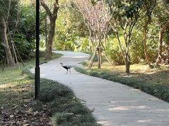 -福建鲤鱼洲酒店