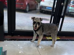 -安安宠医宠物医院·异宠·犬猫内科(岳阳分院)