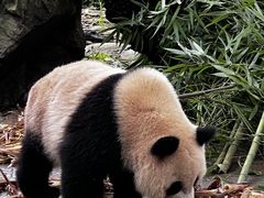 -都江堰中华大熊猫苑