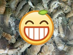 -阿那亚第三食堂 Cafeteria 3