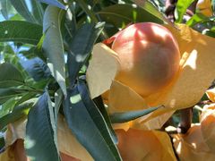 -老袁家蜜桃农场·阳山水蜜桃