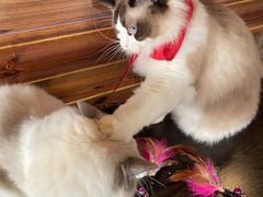 -蓝鲸·缅因猫舍