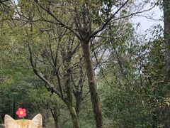 -江南天池