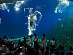 -合肥海洋世界