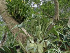 -深圳仙湖植物园