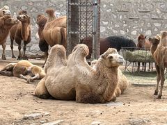 -石家庄市动物园