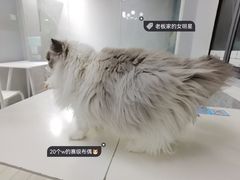-喵的天空名猫咖啡馆·撸猫·猫舍·用品