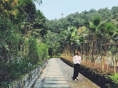 -铁山坪森林公园