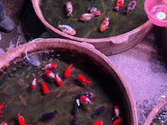 -中环花鸟鱼虫市场