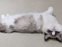 -藏猫猫咖啡主题馆(中央大道店)