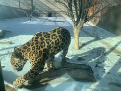 -新疆天山野生动物园