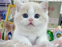 -小猫来了·猫咪专售(红山六九七九店)