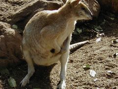 -费瑟代尔野生动物园