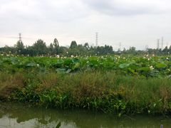 -白鹭湾湿地公园