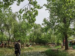 -曹州牡丹园