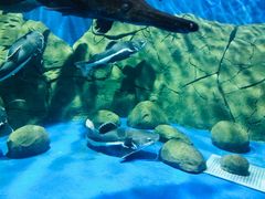 -梦幻海洋王国(吾悦广场张家港店)