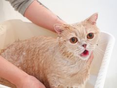-momokira米努特·德文卷毛猫·棉花面纱犬