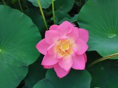 -荷塘月色湿地公园·向阳花洲