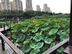 -前关湿地公园