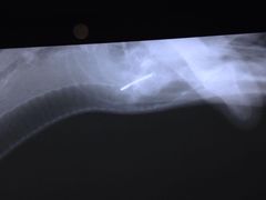 -全心全意连锁动物医院(加州店)