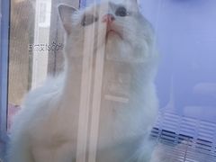 -十年猫舍·猫咪专门店(普陀店)