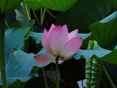 -荔湾湖公园
