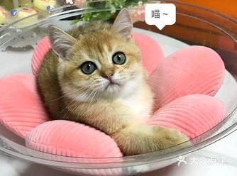 我也变成铲屎官一枚了..小宝贝跟我肥家le…