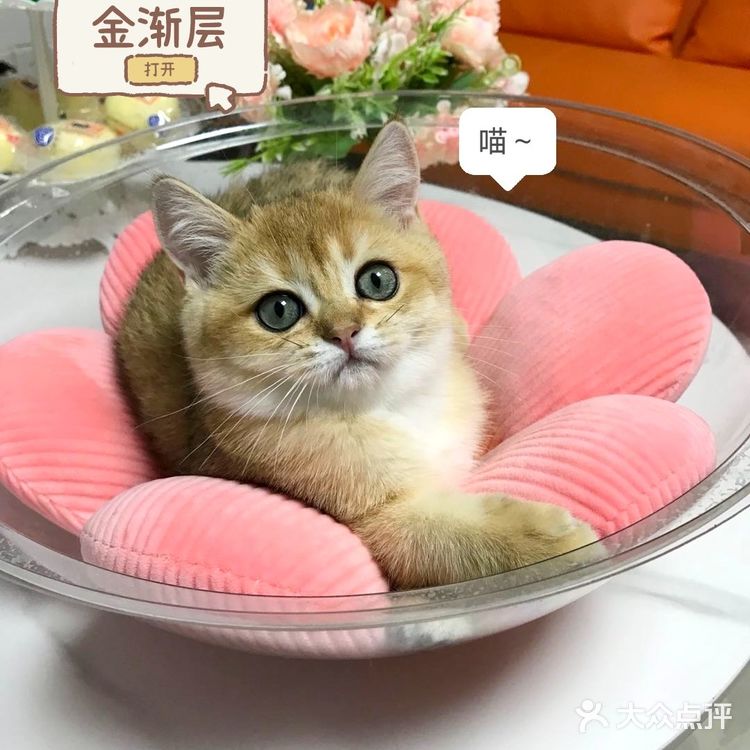 🐱我也变成铲屎官一枚了..小宝贝跟我肥家le…