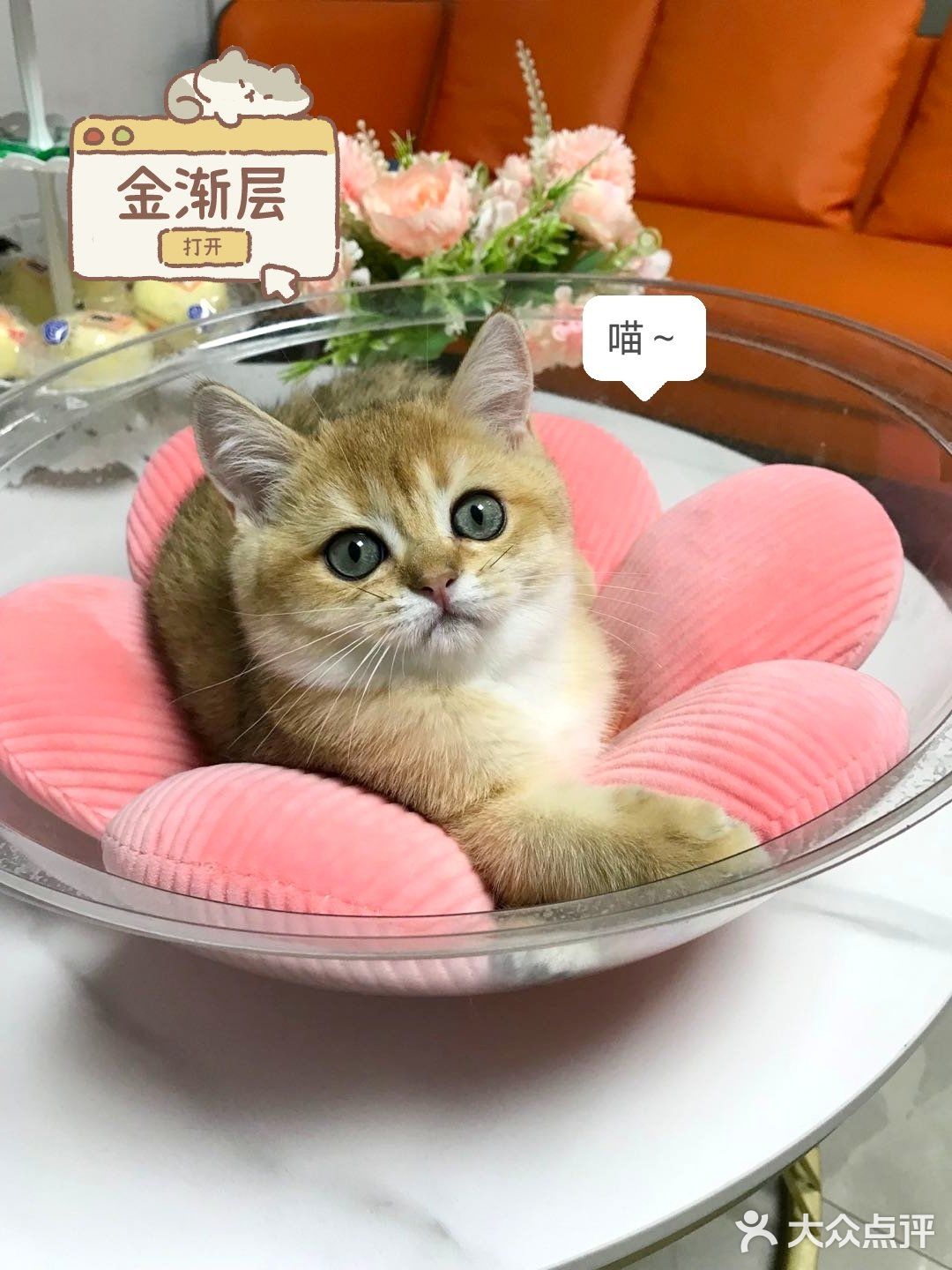 🐱我也变成铲屎官一枚了..小宝贝跟我肥家le…