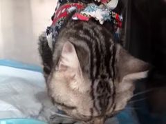 -美联众合动物医院·24h转诊中心