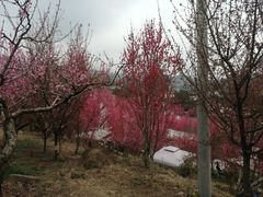 -玫瑰庄园·自助烧烤·烤全羊·团建拓展(龙泉山店)