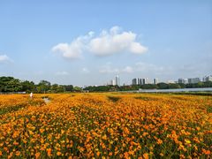 -海珠湖公园