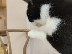 -猫咪派对(江南西店)
