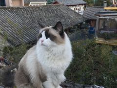 -喵屿·大理花园猫咖