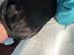 -pd派德宠物中心医院24H急重症·眼科中心·血液透析中心(嵩山北路店)