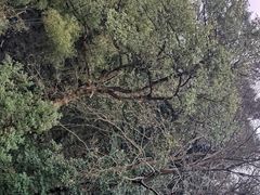 -韬光茶庵